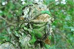 Titan 3D Leafy Face Mask Mossy Oak, RealTree| Pattern| Timber
