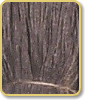 Gray Jute