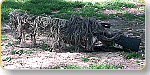 Rifle Wrap| Color| Woodland