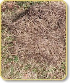 Ghillie Blanket cover 4' x 6' (Options: Desert)